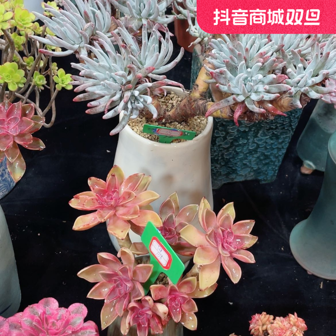 多肉植物老桩一物一拍，满48包邮，新疆内蒙满98包邮