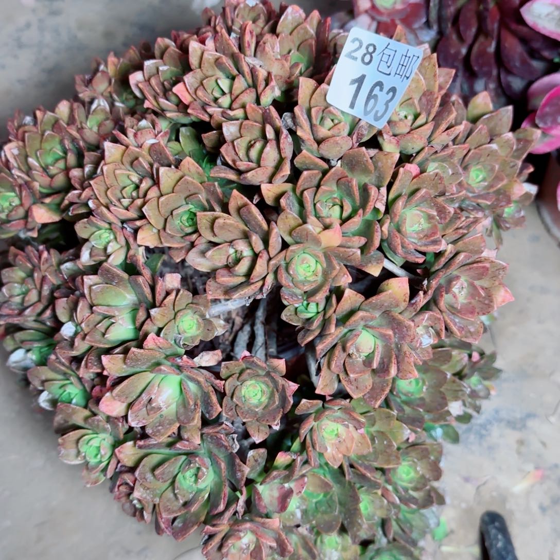 绿茶多肉163满20包邮断枝不包