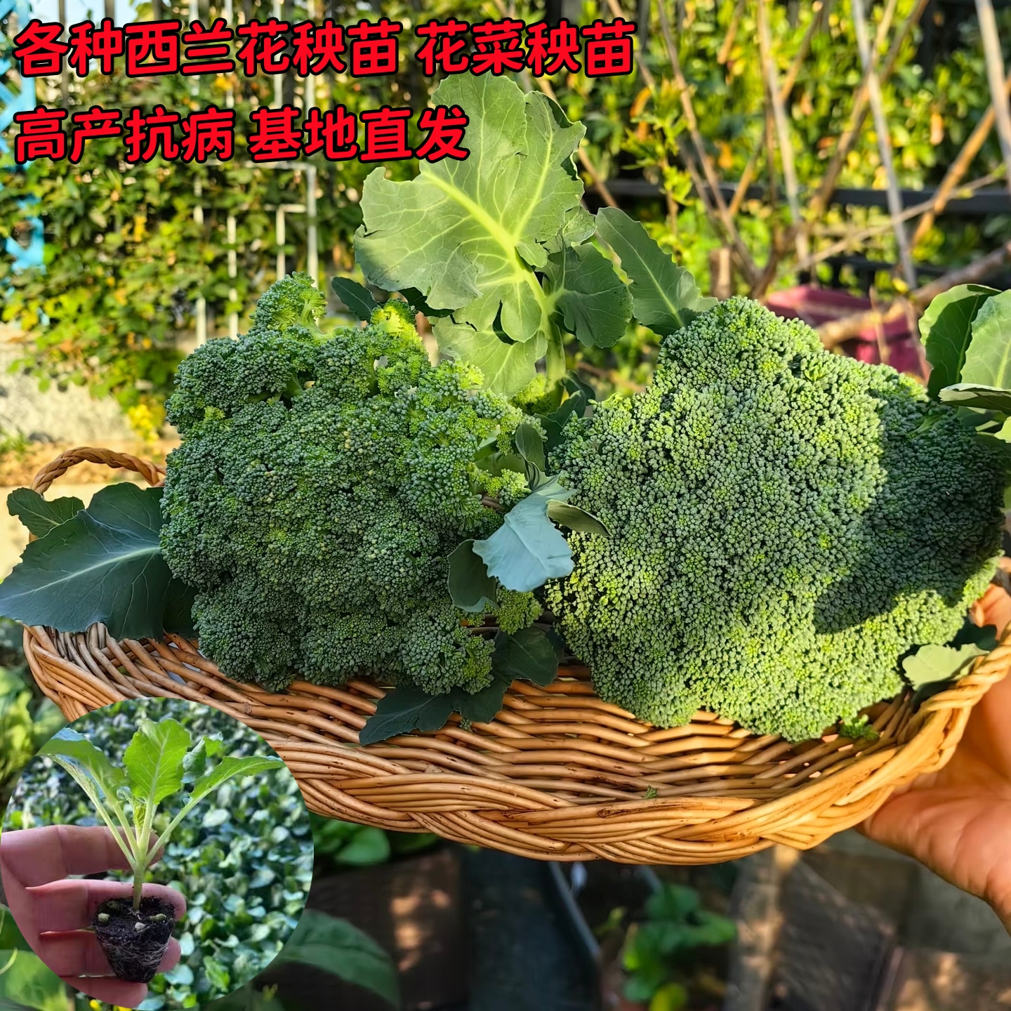 花菜苗西蓝花苗甘蓝苗菜花苗大头苗包菜苗西兰花苗青梗菜花苗
