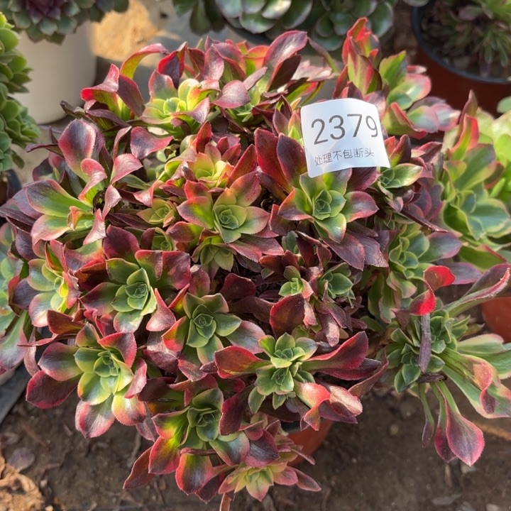 特维斯多肉处理不包断头2379