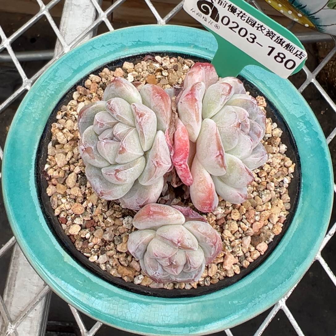 多肉一物一拍0203-180