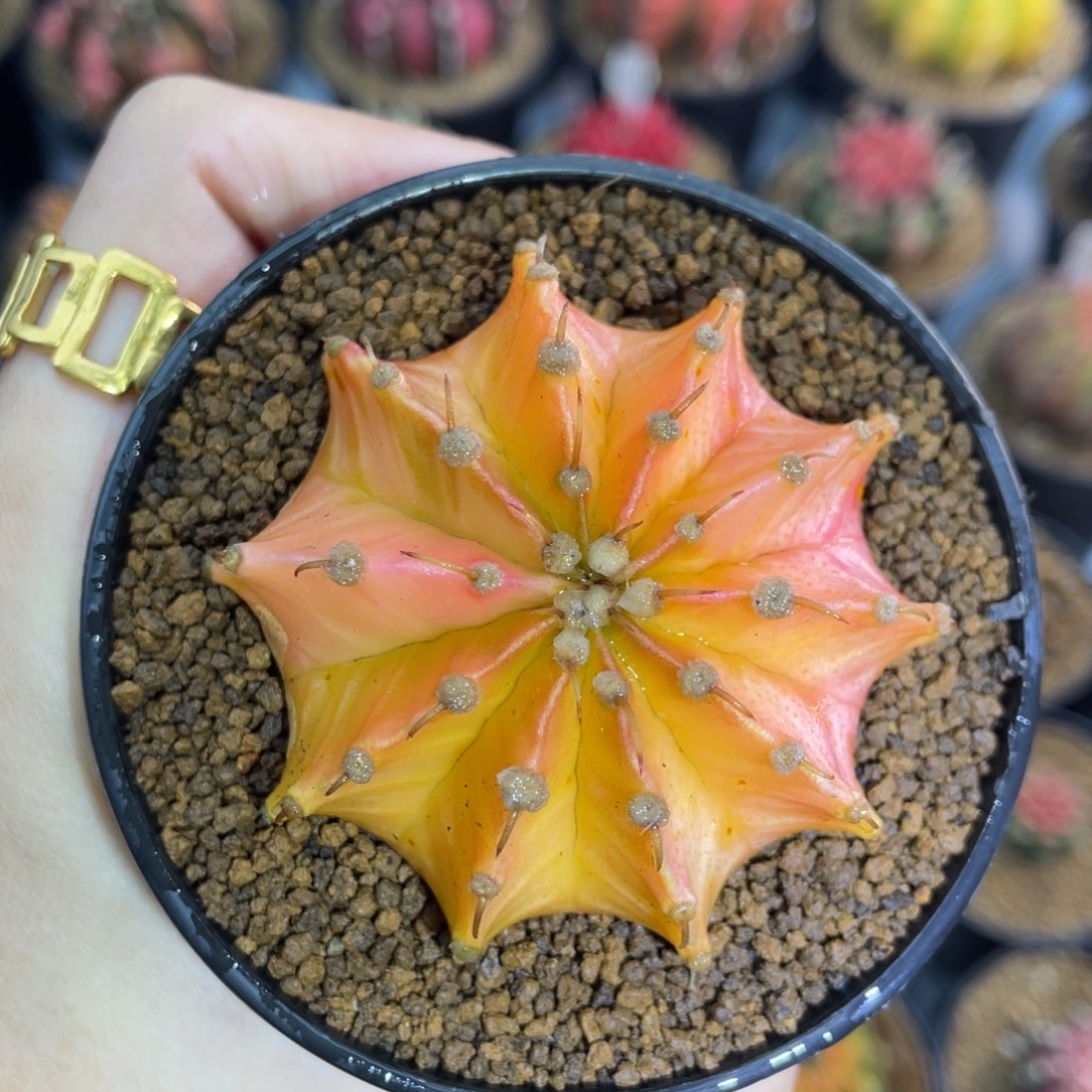 开播福利0000000001