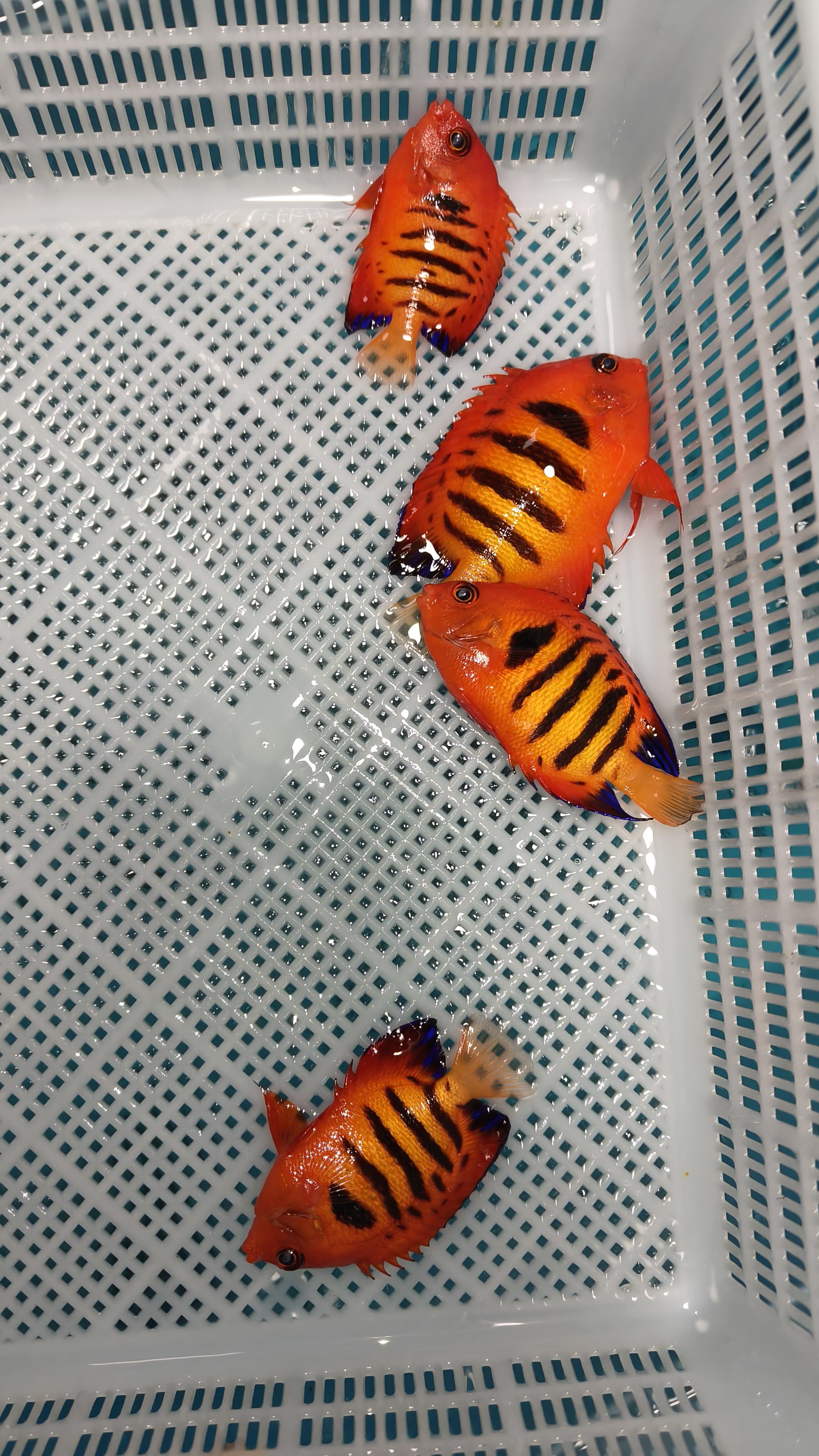 检疫养定火焰仙海水观赏鱼开口秒颗粒海缸活体小型神仙鱼