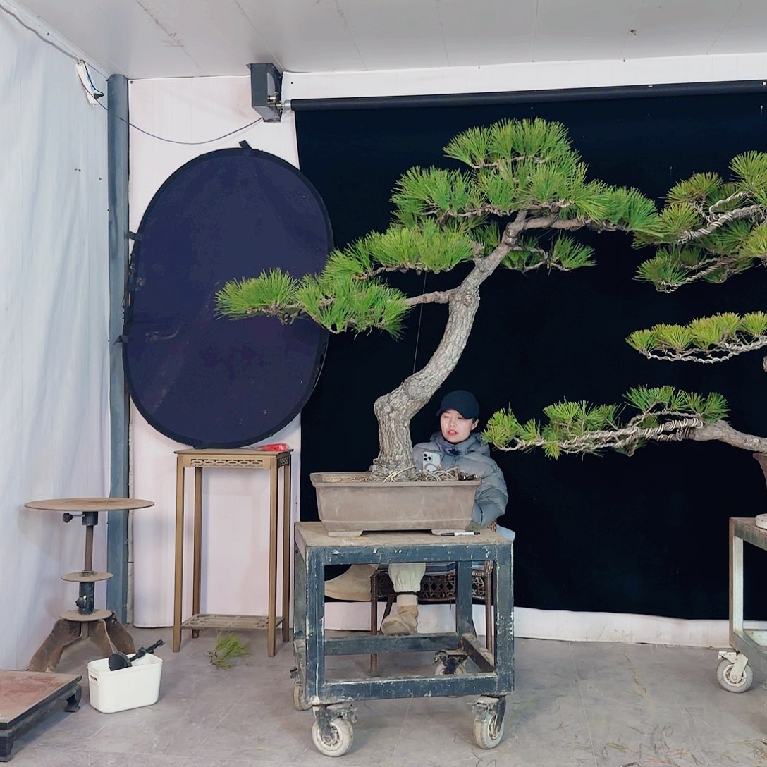 張***磊完全开放黑松盆景直播间