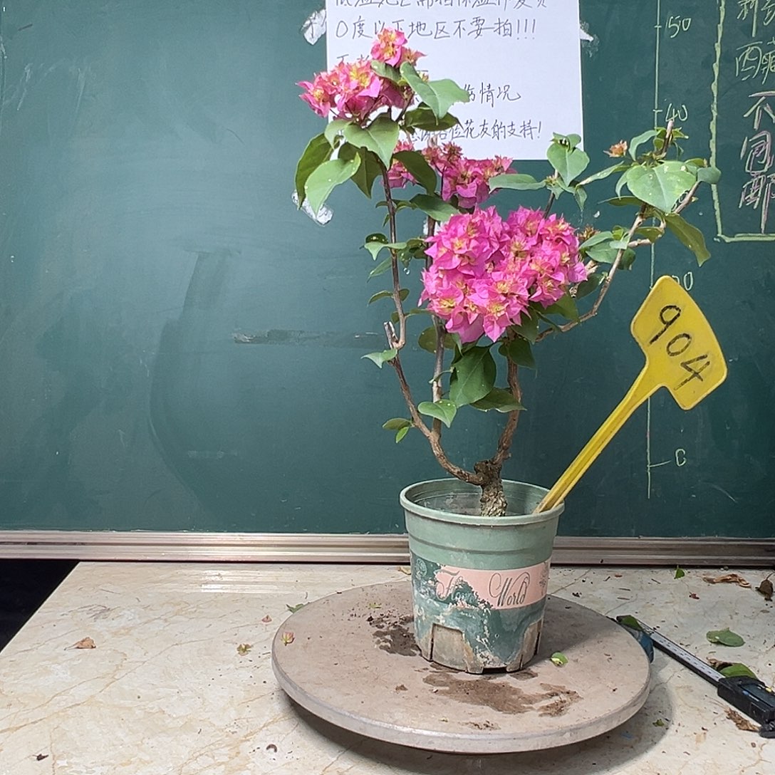 完全开放  重瓣粉 小坨坨  904