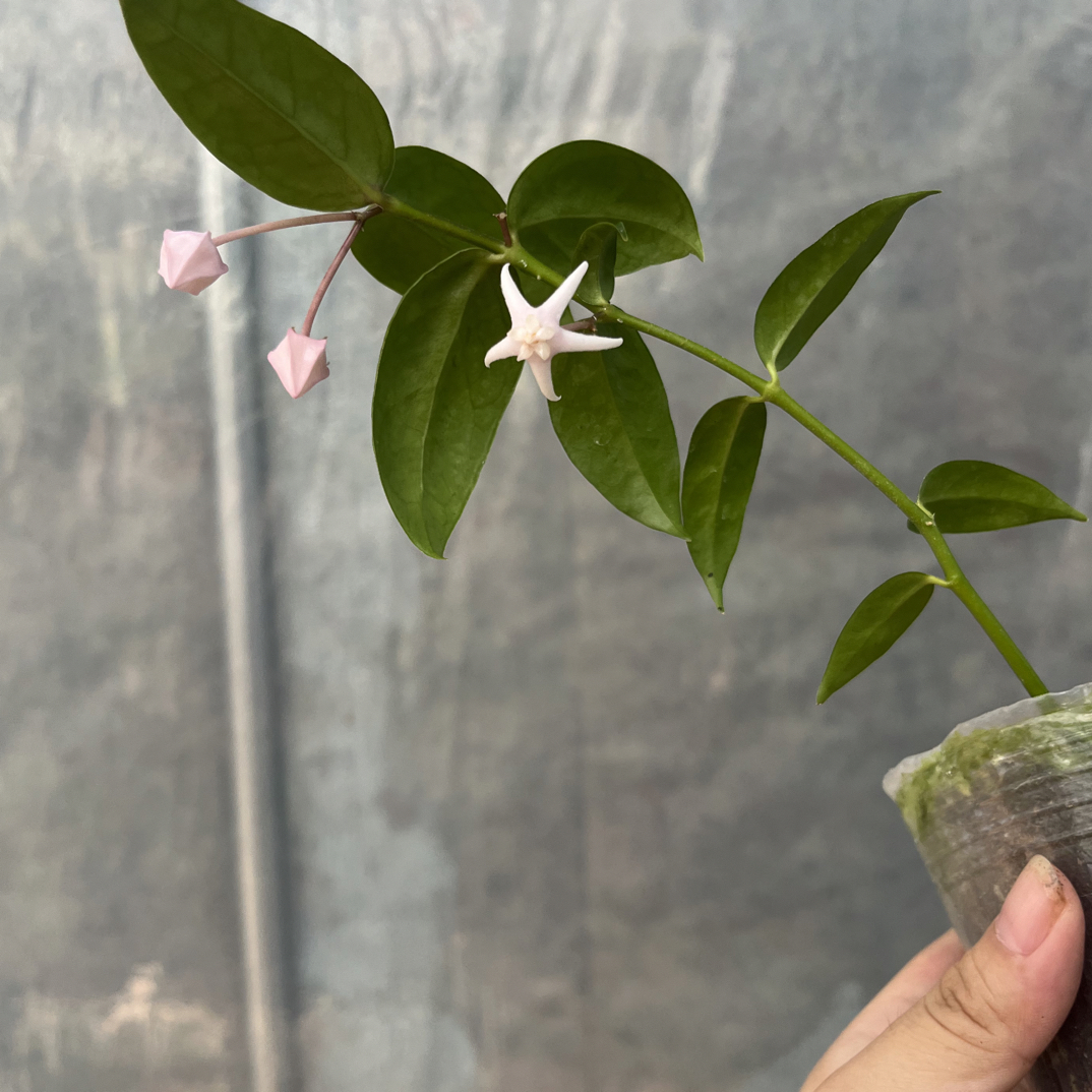 长瓣球兰Hoya Acuminata非常勤花