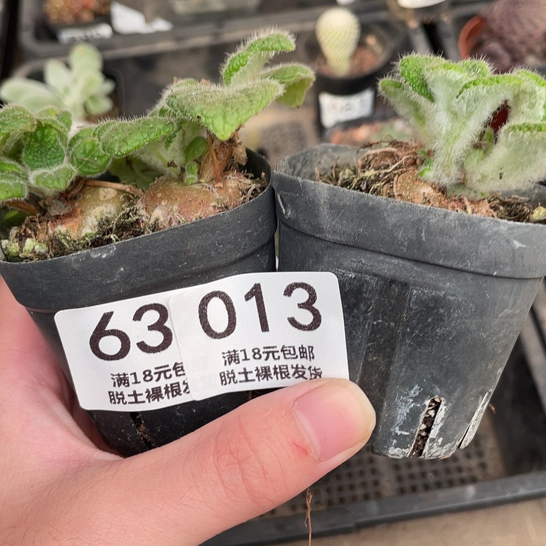 ****゜13王子X2（满18包邮）