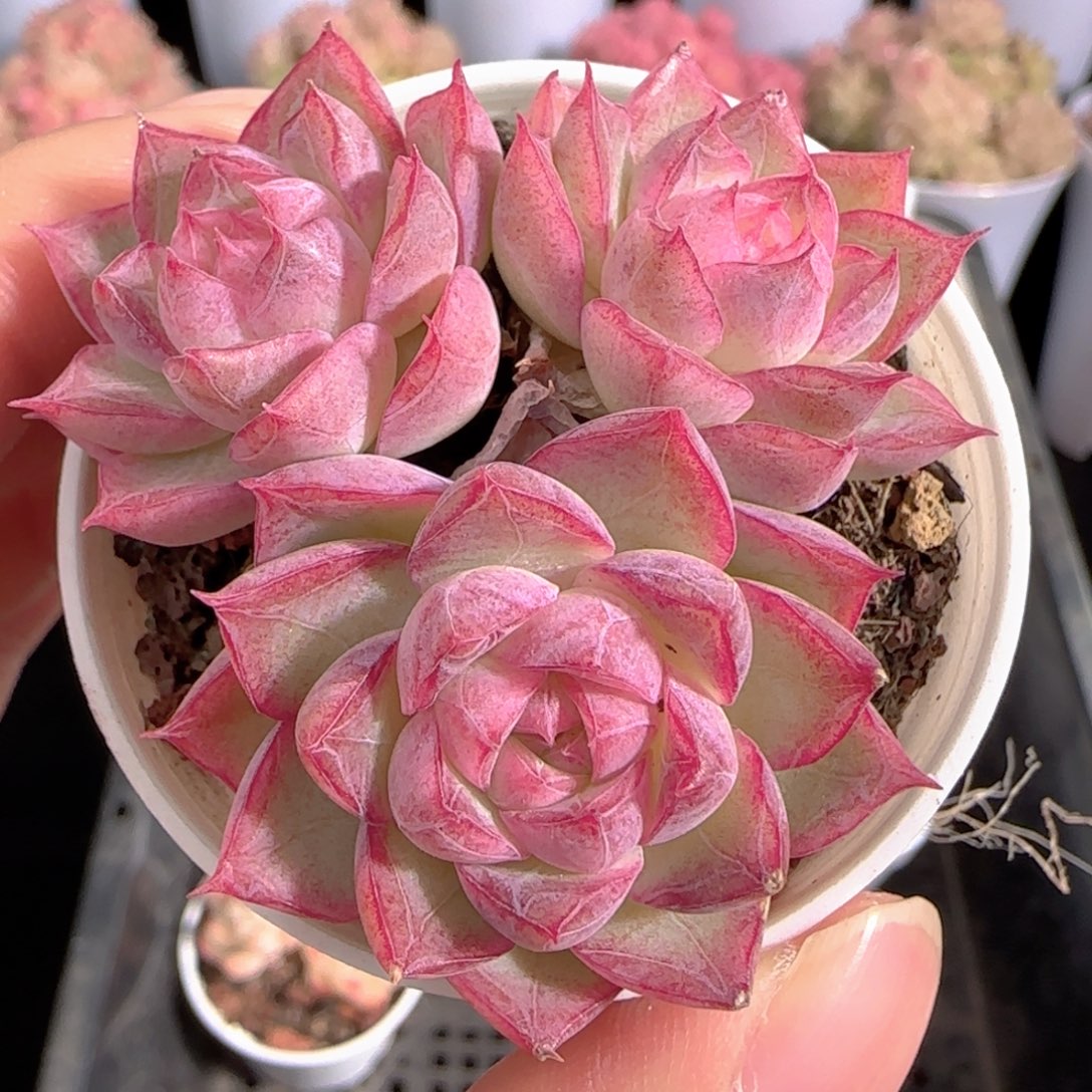 多肉0103-255女王玫瑰