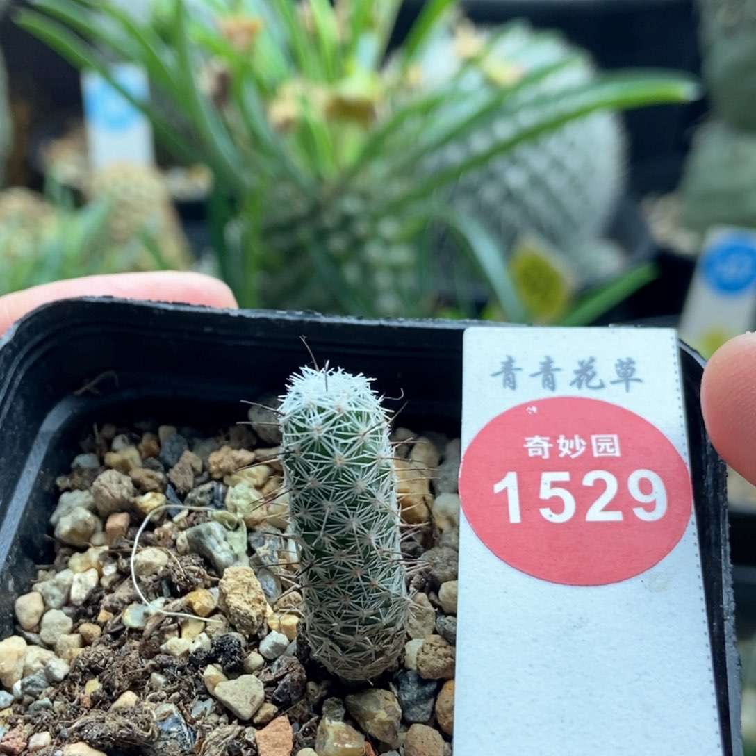 实生圆锥玉都锦一颗0.9cm