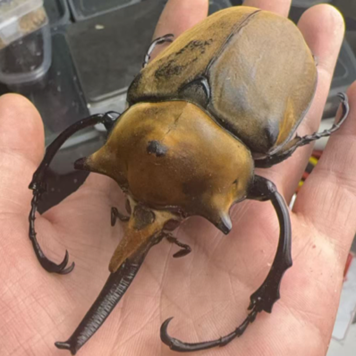 毛象大兜虫无忧罐（1-2龄）活体幼虫）