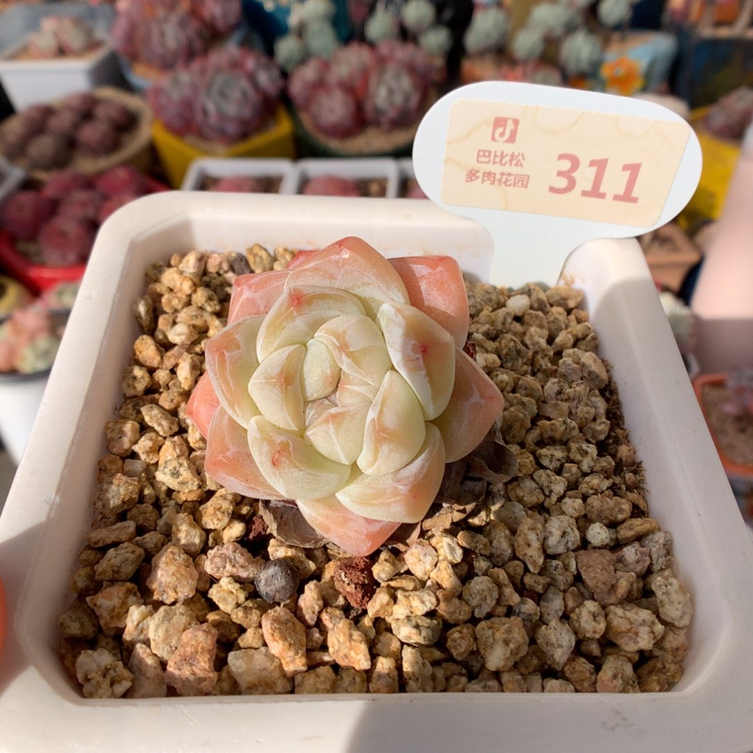 311冰玉多肉福利