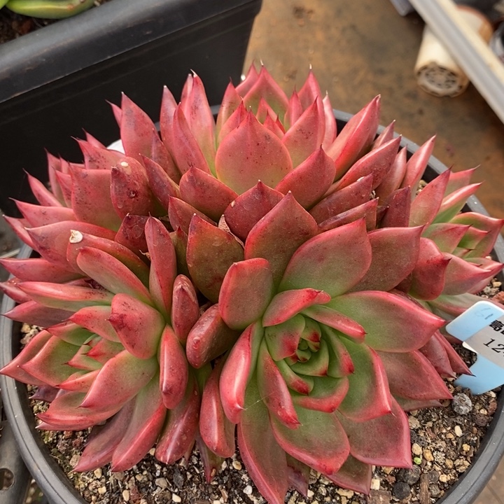 D124- 直播福利 菩萨群身