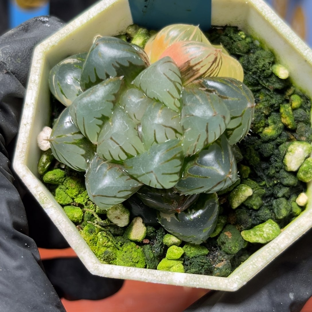 恭喜发财大吉大利715