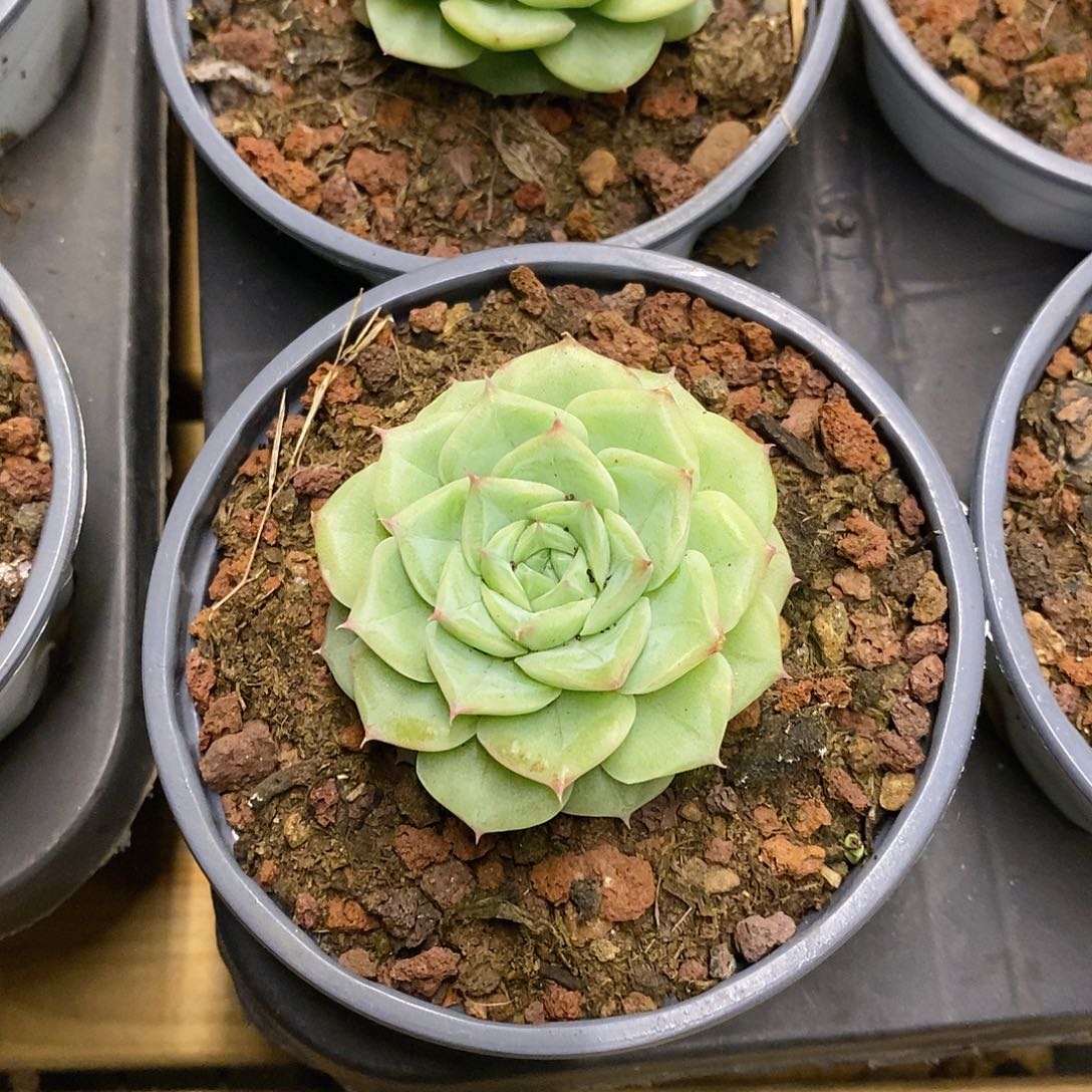 团。白天鹅麦杆。福利多多