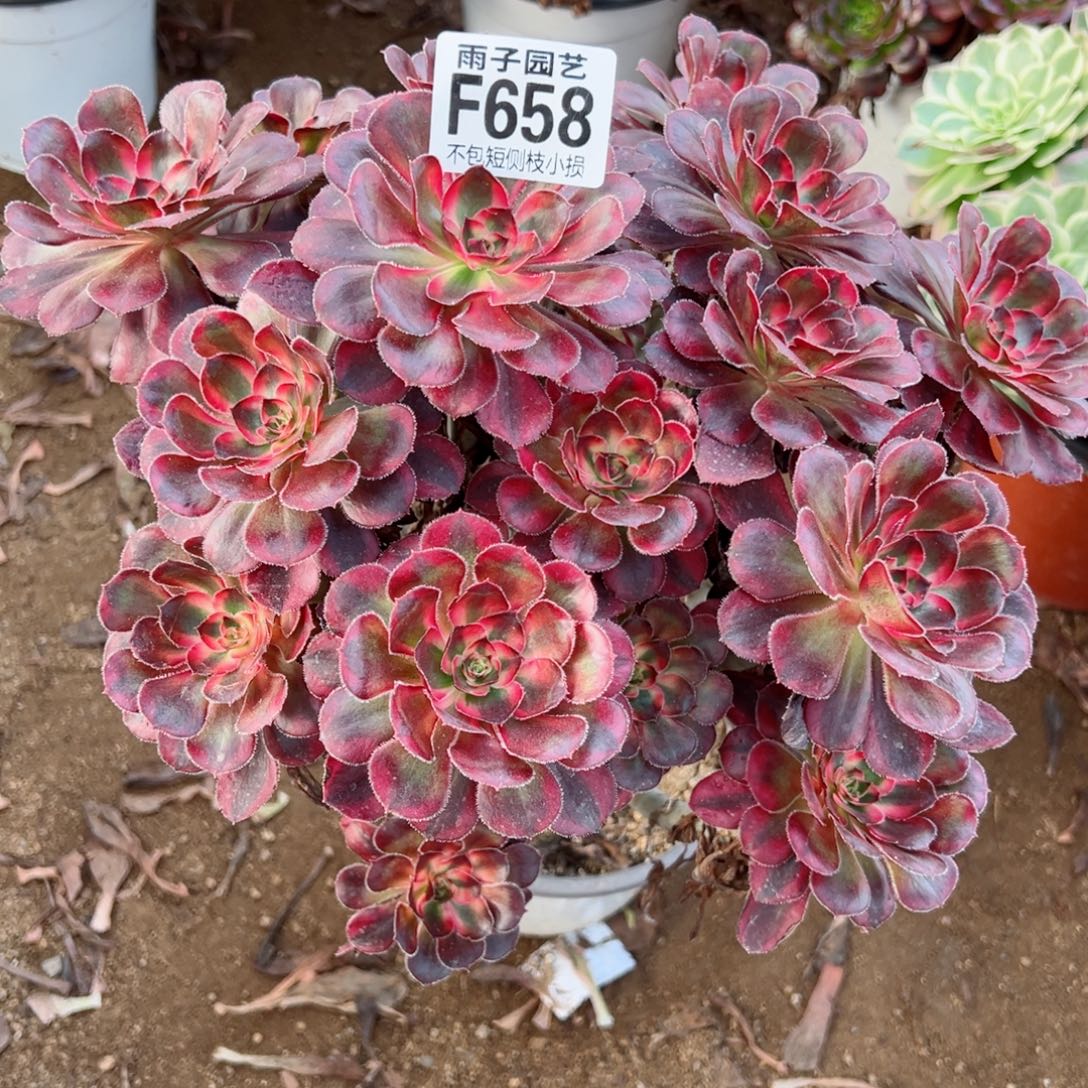 658丽娜尺寸25左右