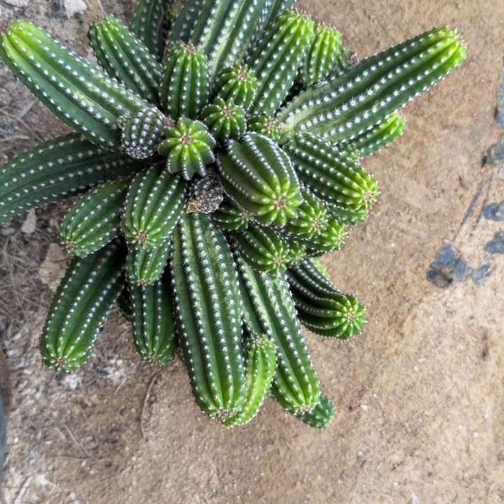 白檀仙人掌群生一群762