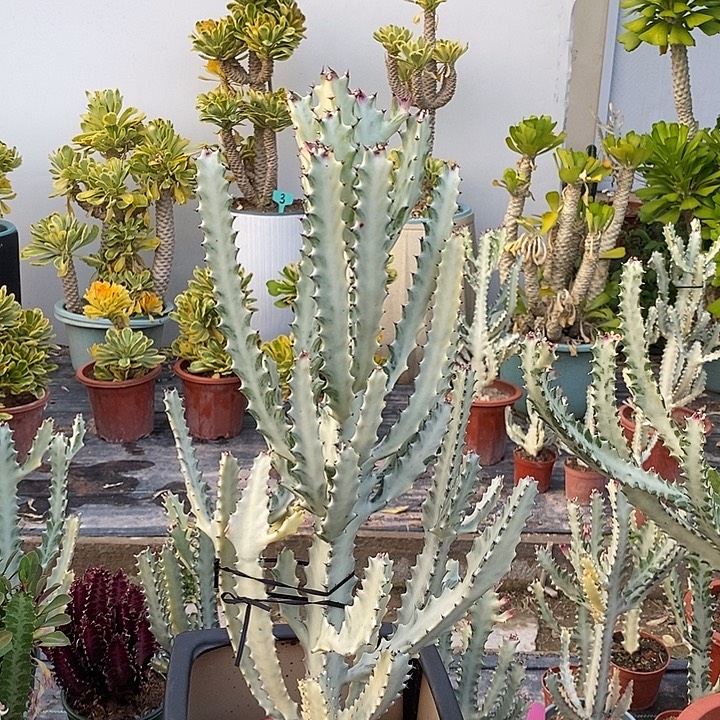 白龙骨一物一拍一颗