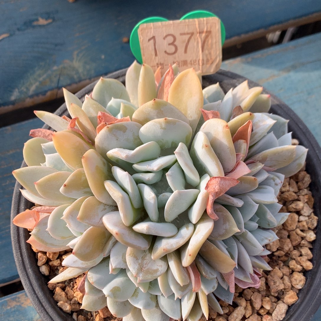 雪特老桩无砍捧花1377