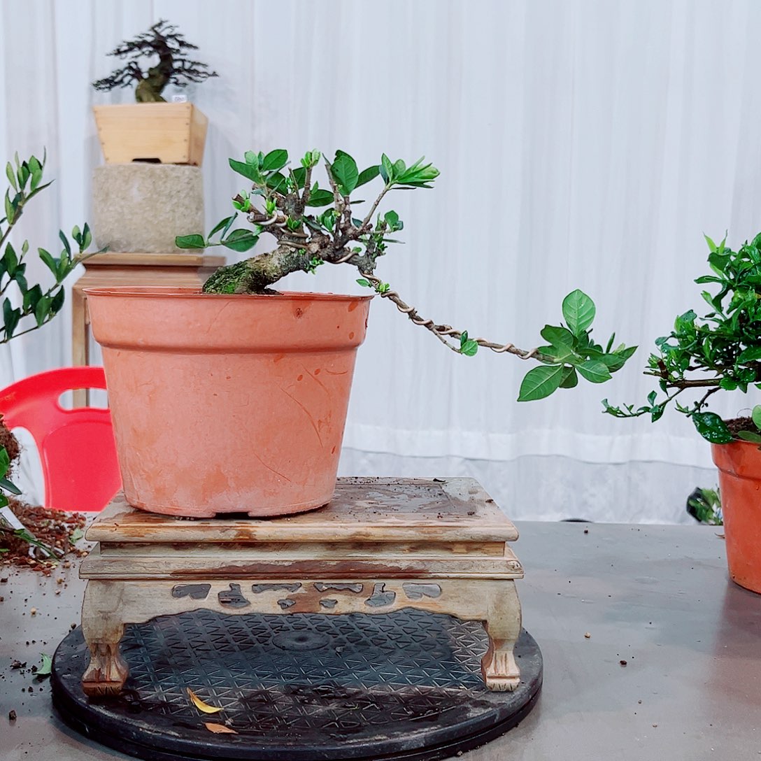 平***人法莲栀子花花花花