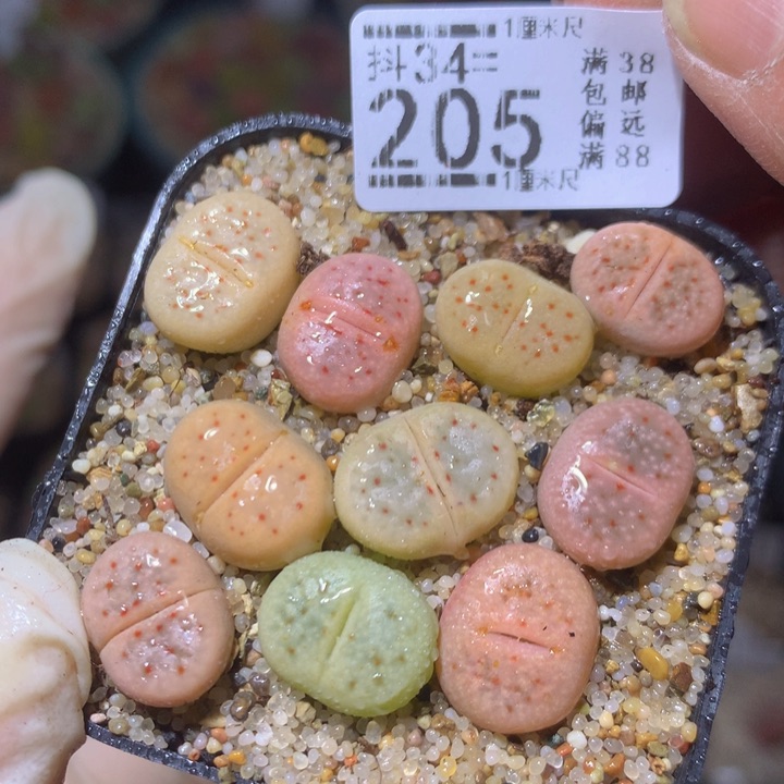 精品生石花34.205