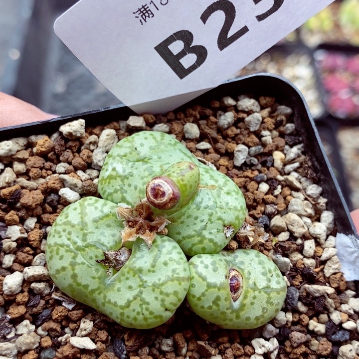 我是一只小小鸟地域鬼239