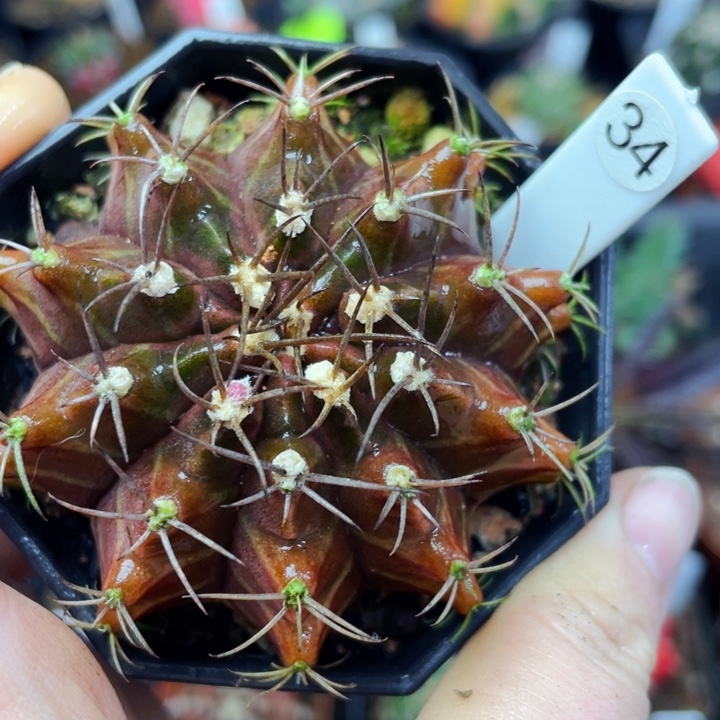 非偏远地区满25包邮仙人球