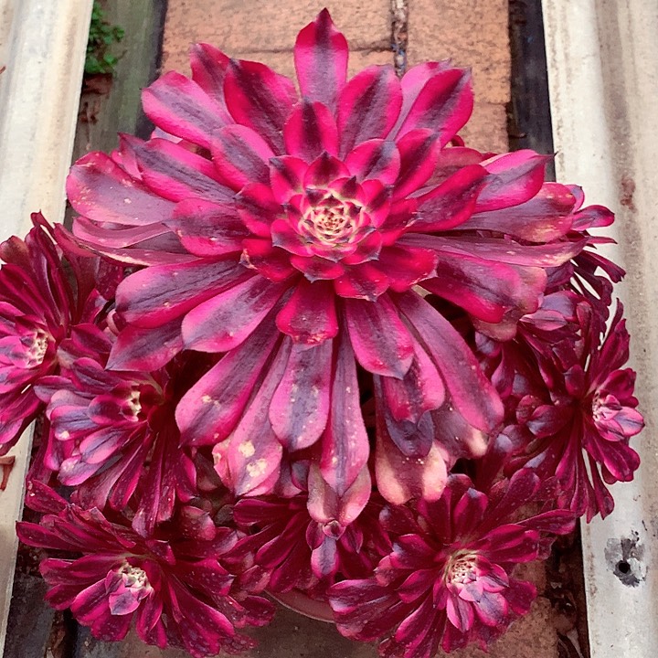 美姬大捧花啊啊啊啊