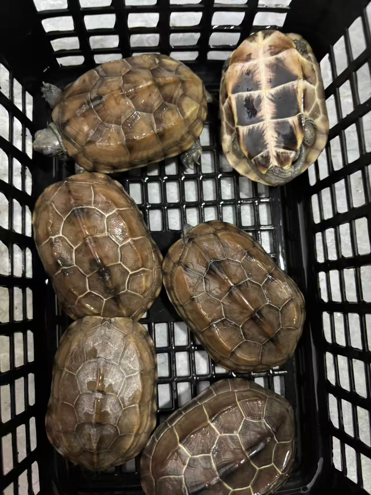 超大草龟全品~乌龟