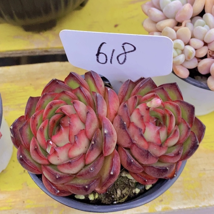 开心多肉植物多肉