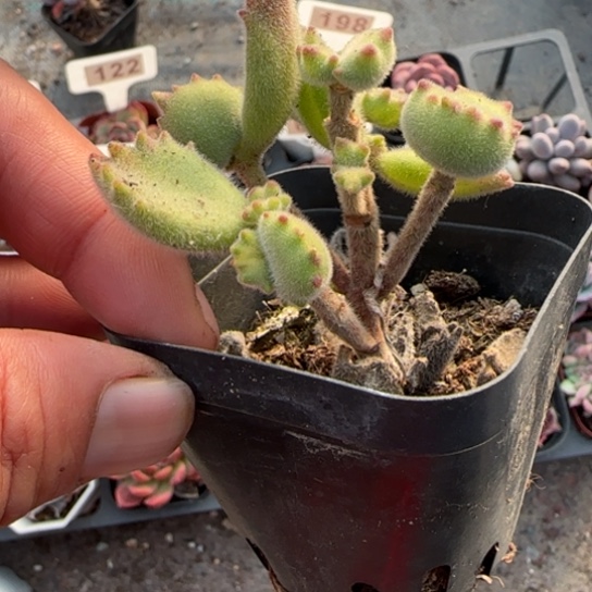 35黄熊多肉植物多