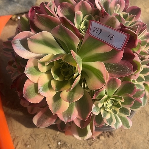 多肉植物白凤219