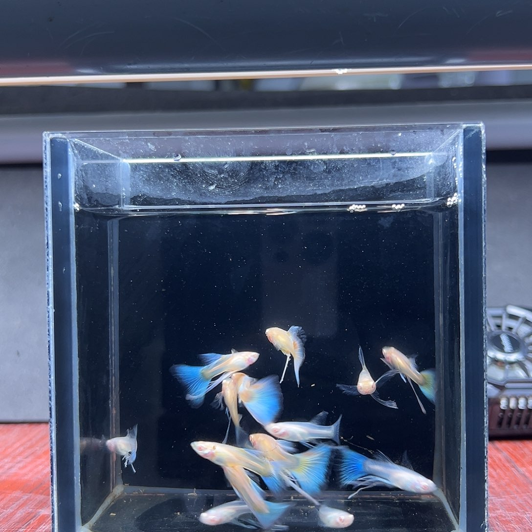 孔雀鱼蓝白长公15条