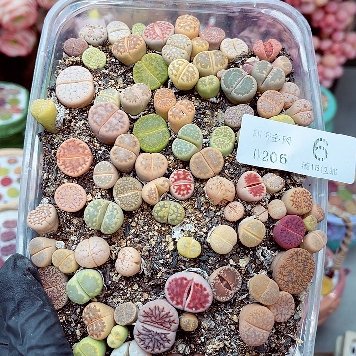 生石花满18包邮6-6