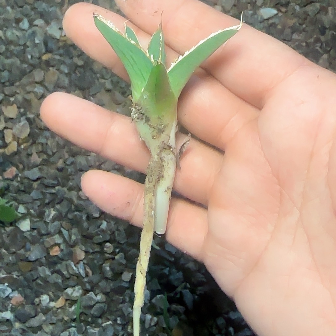 流星龙舌兰 多肉植物