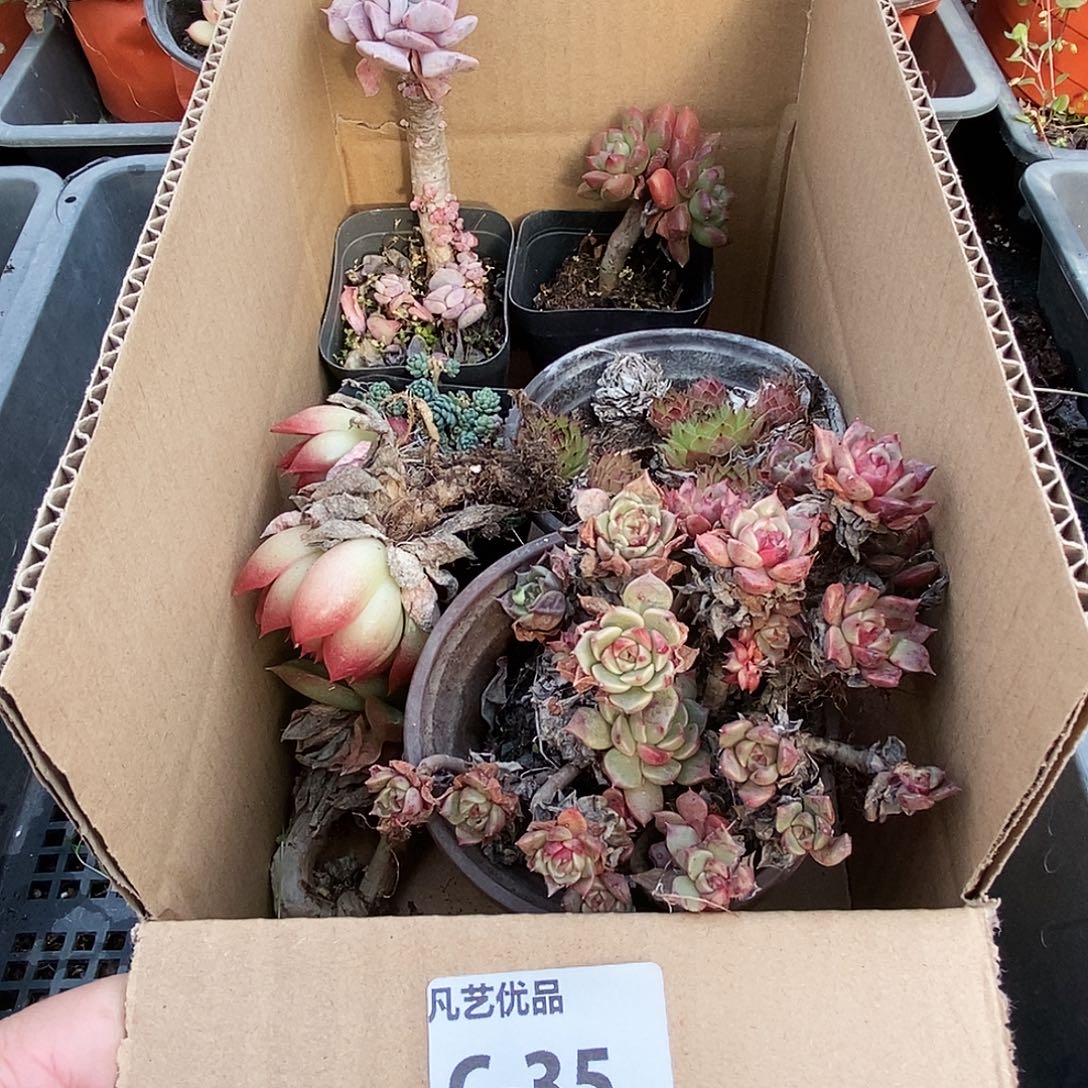 一物一拍C35满9.9包邮