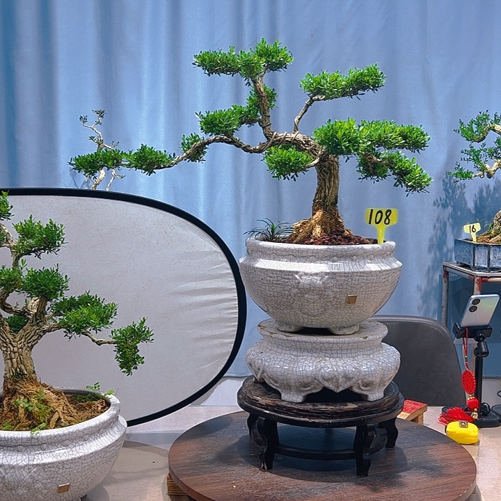 无花朵广东皱皮雀舌黄杨