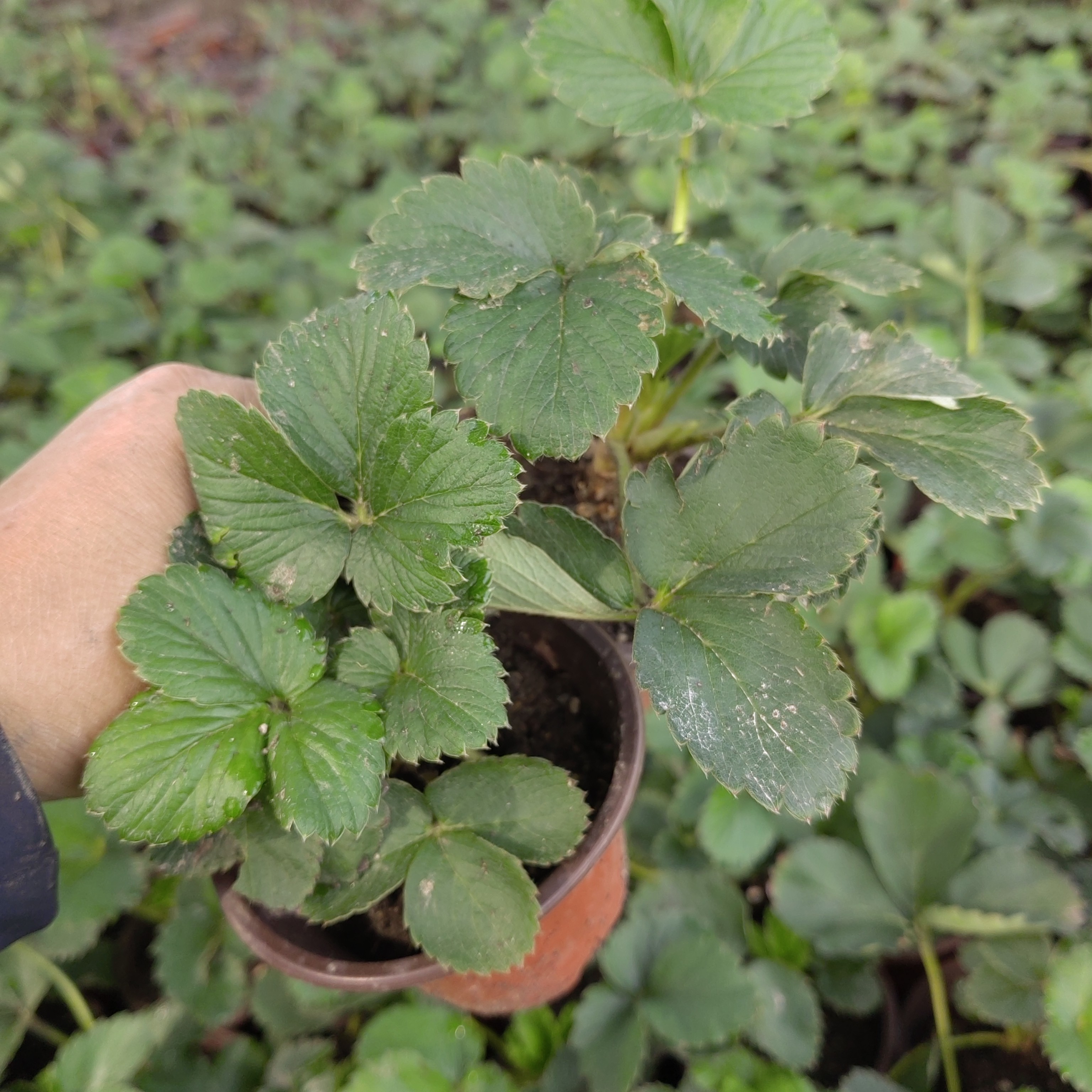 双色育苗杯盆栽原盆原土发货适合室内外批发阳台种植草莓阳台盆栽