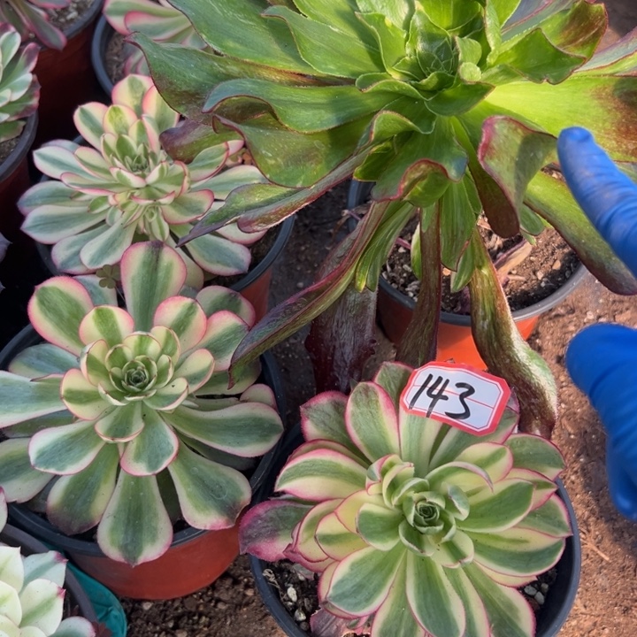 多肉植物143不售后