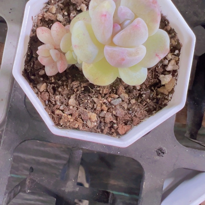 阳**烈冰玉群精品多肉植物大战