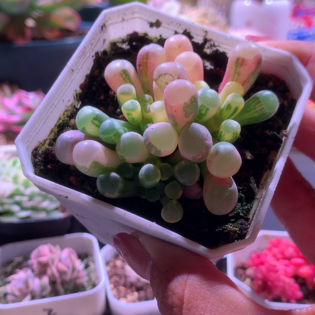 顽***主五十铃玉拉丝锦有根