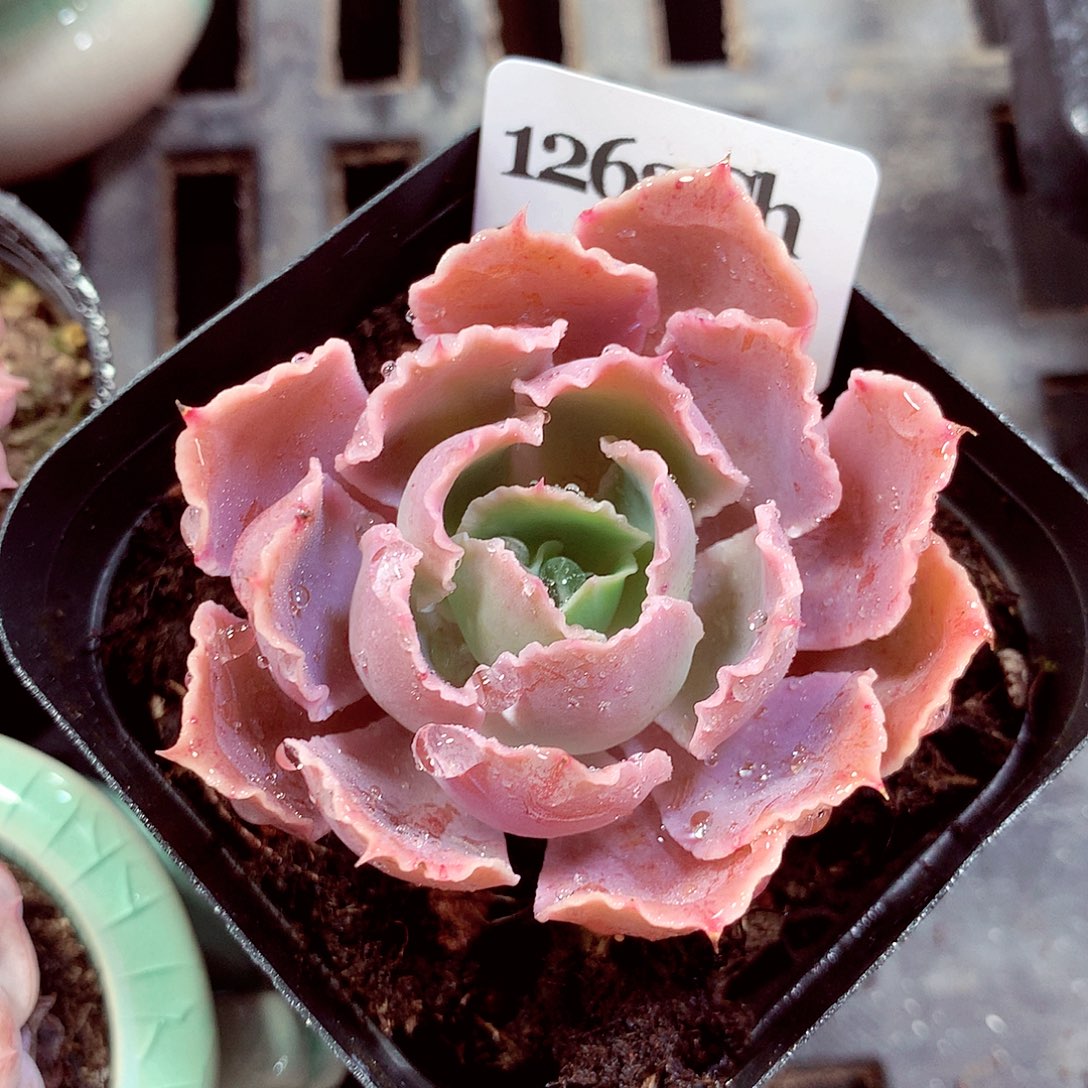 5厘米盆精控多肉1262