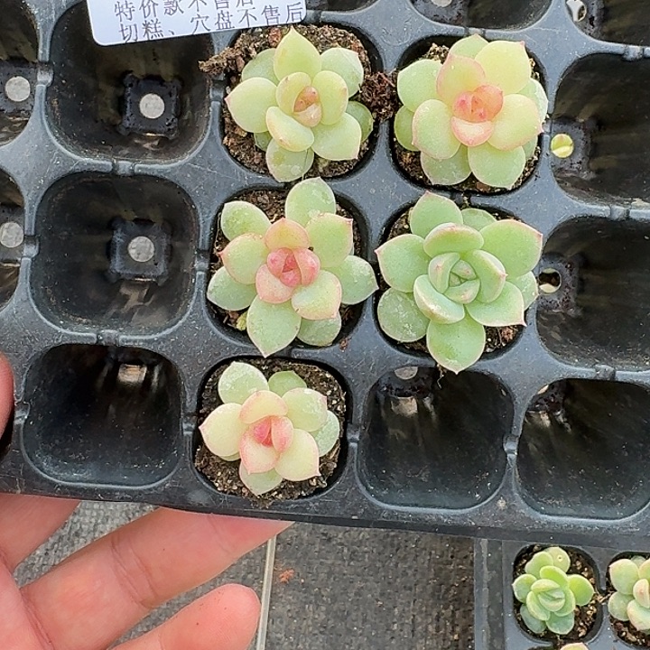 眯***咪如图886新珍妮穴盘苗一份4棵