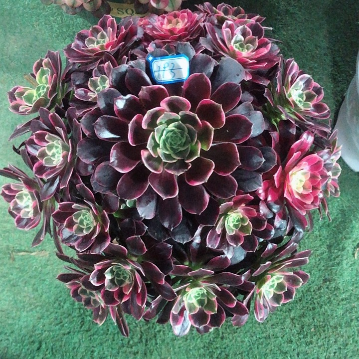 193金丝 雀多肉法师