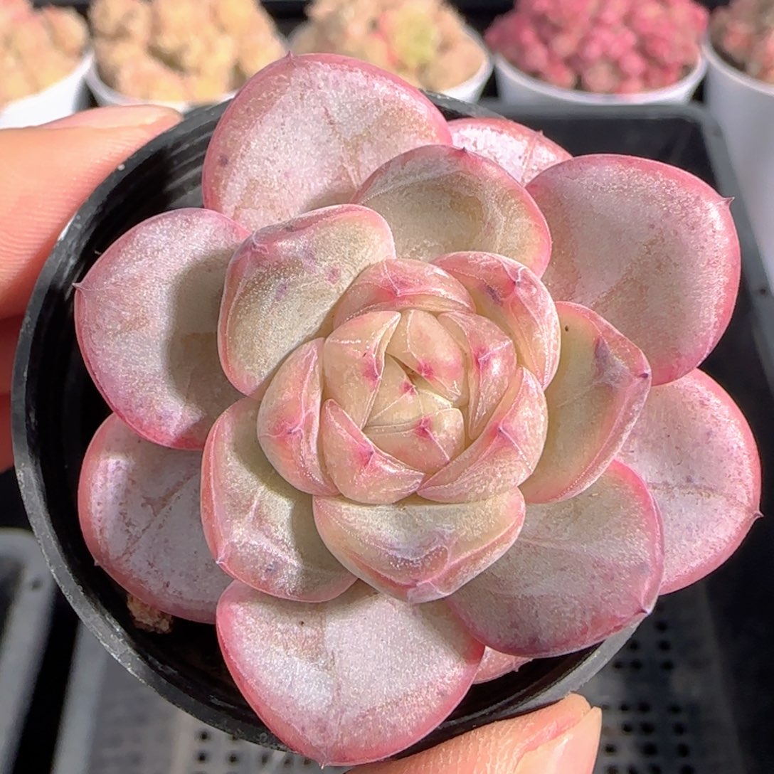 多肉1227-223星星珍妮