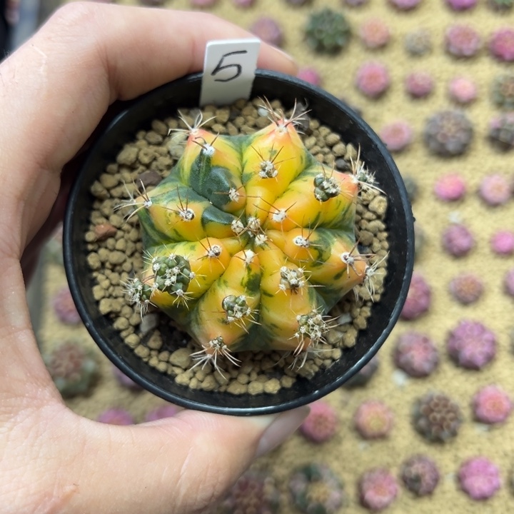 黄水晶侧芽自根带盆土发货