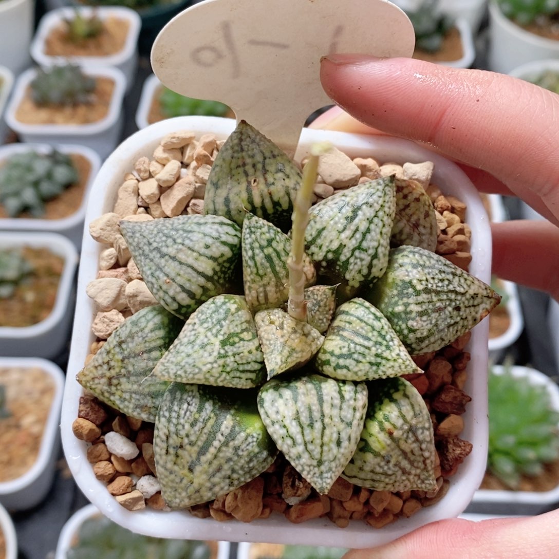 珍珠白银多肉植物多肉植物