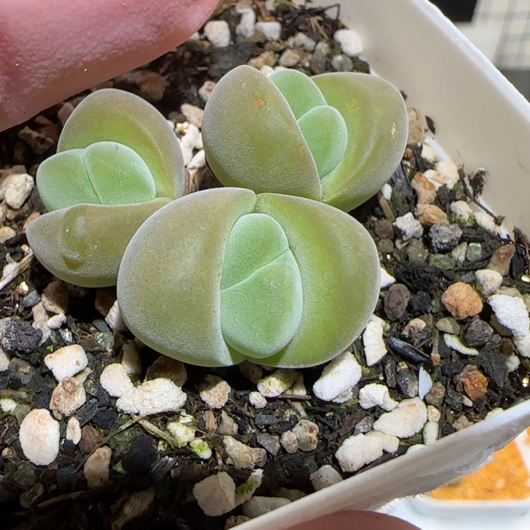 肉锥多肉植物百科-1115