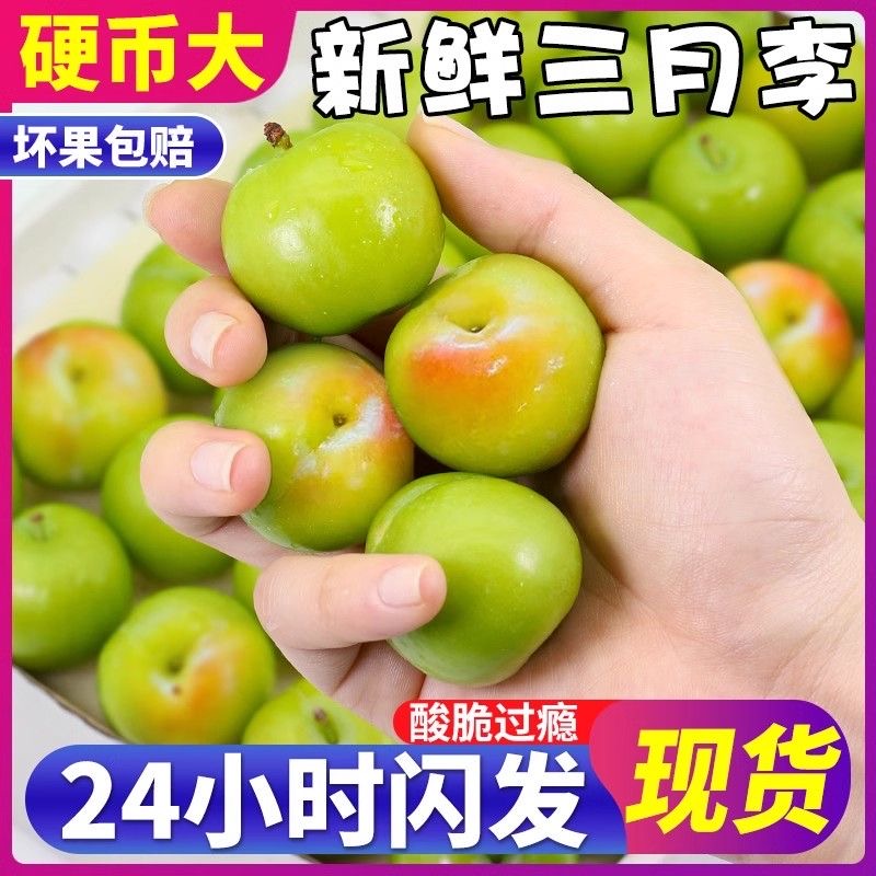 【李乡种植】广东茂名钱排新鲜当季李子水果现货三月李子孕妇水果