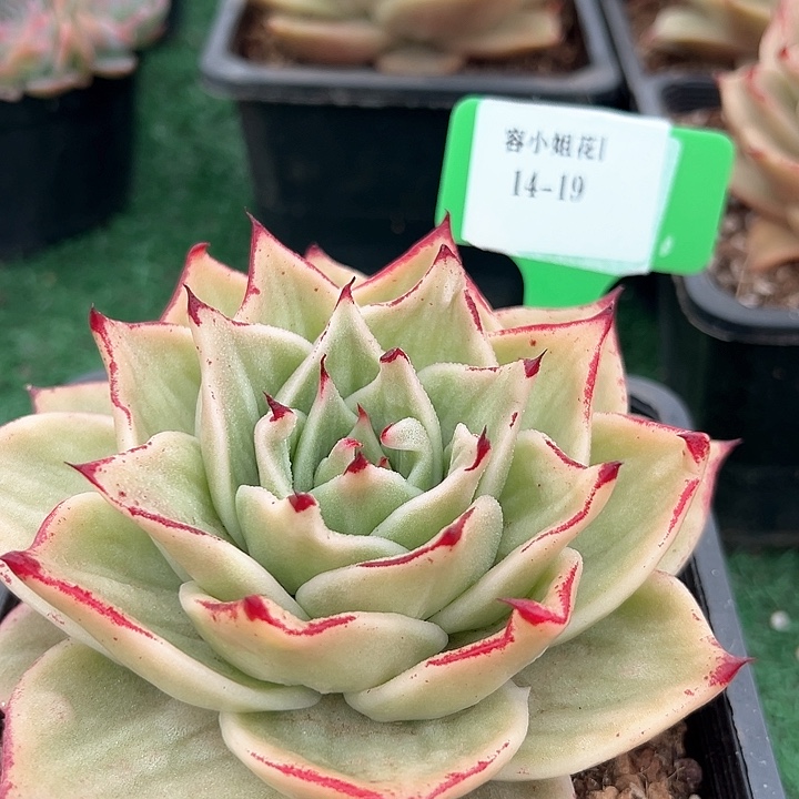 14.19星星拉丝一个脱土