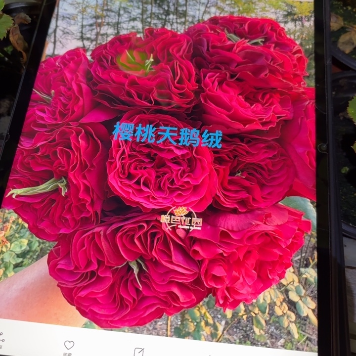 无花朵一加樱桃天鹅绒